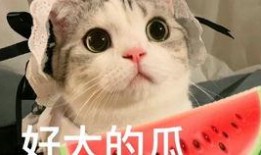 网红看别人吵架吃瓜,网络热议不断