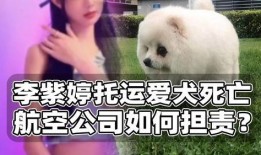 紫狗最新爆料,揭秘娱乐圈惊天秘密！