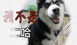 抖音网红狗子爆料视频,揭秘幕后真相！