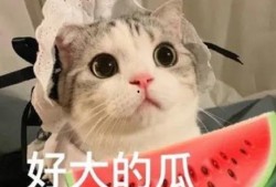 娱乐吃瓜小猫咪小说免费阅读,揭秘娱乐圈幕后风云