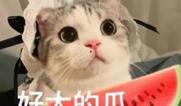 娱乐吃瓜小猫咪小说免费阅读,揭秘娱乐圈幕后风云