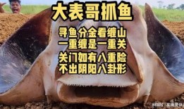 爆料大表哥买鱼视频,一场接地气的市井生活秀