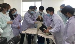 兽医爆料网红视频,兽医爆料宠物健康危机