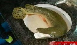 鱼吃鱼最新爆料,娱乐圈惊人内幕大曝光！