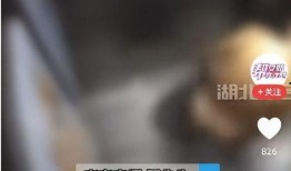 风水老佬爆料视频下载