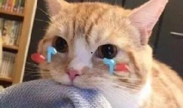 娱乐吃瓜君 折耳猫,折耳猫的神秘魅力与争议