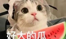 吃瓜群免费网红