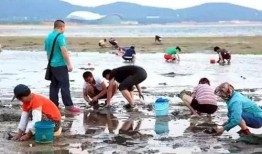 海南赶海爆料视频播放大全,海量视频全景呈现