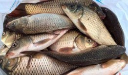 鱼吃鱼最新爆料,娱乐圈惊人内幕大曝光！